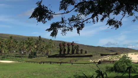 Pascua-Island-Anakena-tree-branch-moai-and-palms-11