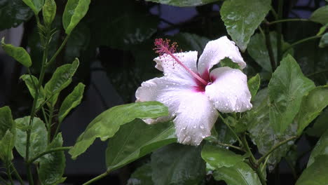 Easter-Island-raindrops-on-fluttering-white-hibiscus-3