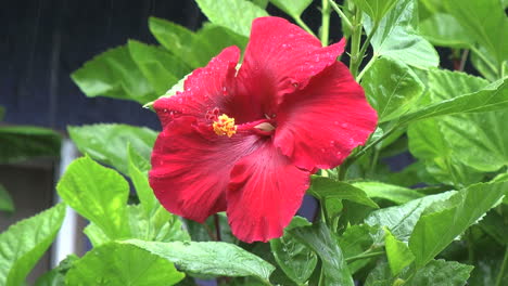 Easter-Island-rain-falls-on-magenta-hibiscus-4b