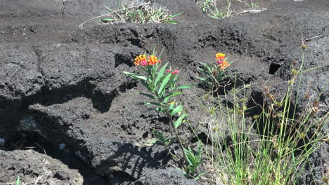 Easter-Island-lava-rock-and-flower-1