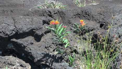 Isla-De-Pascua,-Lava,-Roca,-Y,-Flor,-1