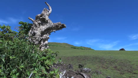 Rapa-Nui-Puna-Pau-dead-tree