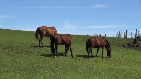 Easter-Island-Puna-Pau-horses-graze-on-slope-2