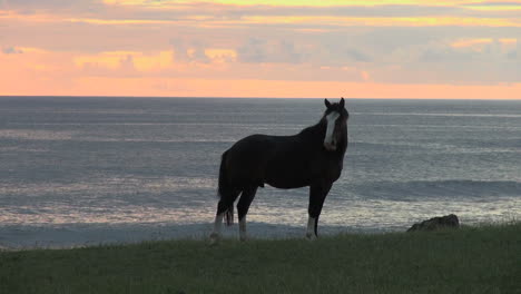 Easter-Island-Tahai-bluff-horse-sunset-8