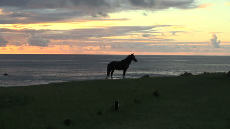 Rapa-Nui-Sonnenuntergang-Mit-Pferd-Am-Meer