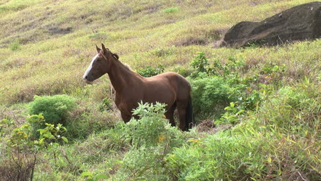 Rapa-Nui-Pferd-Auf-Dem-Land
