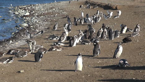Patagonia-Magdalena-Pinguin-Herde-Und-Schatten-8