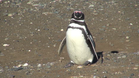 Patagonia-Magdalena-Penguins-s14a