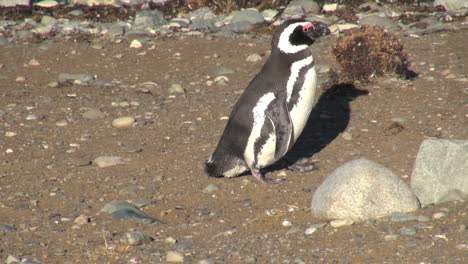Patagonia-Magdalena-penguin-resumes-brisk-walk-17a