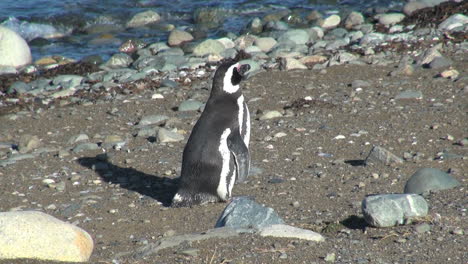 Patagonia-Magdalena-Pinguin-Zeigt-Streifen-Und-Rücken-17b