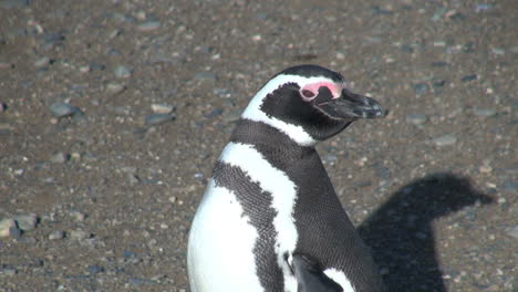 Patagonia-Magdalena-Pinguin-Zeigt-Markierungen-19