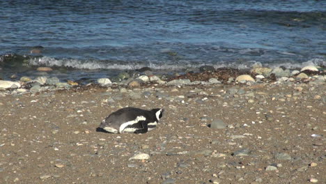 Patagonia-Magdalena-penguin-lays-down-by-water-18