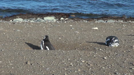 Patagonia-Magdalena-penguin-stands-in-burrow-26