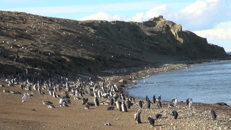 Patagonien-Magdalena-Pinguine-Ansicht-S
