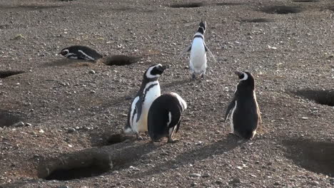 Patagonia-Magdalena-penguins-huddle-near-burrow-4