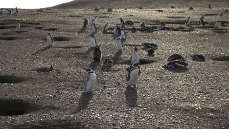 Patagonia-Magdalena-penguins-eerie-landscape-7