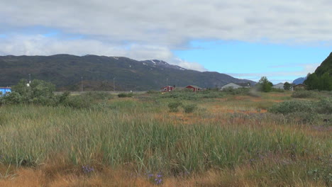 Grönländische-Narsarsuaq-vegetation