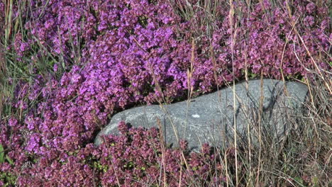 Greenland-Narsarsuaq-vegetation-pink-flowers-and-rock