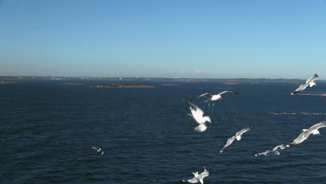 Finland-Helsinki-gulls-dive-following-a-ship