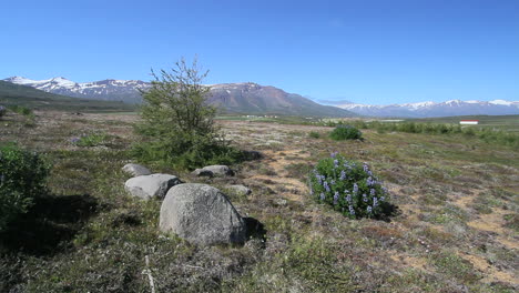 Iceland-Eyjafjordur-at-Ytra-Aland-with-rocks-&-lupine