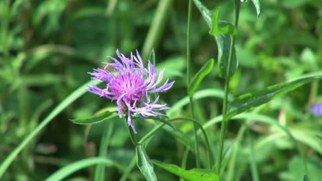 Niederländische-Kugelförmige-Lila-Blume