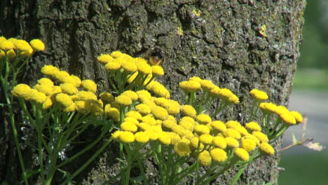 Netherlands-bee-rubbing-body-on-yellow-flowers-2