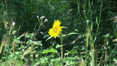 Netherlands-sunflower-among-slender-stems