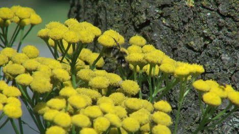 Netherlands-yellow-flower-bunch-and-bee