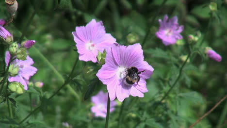 Netherlands-bee-walks-in-a-circle-on-purple-flower