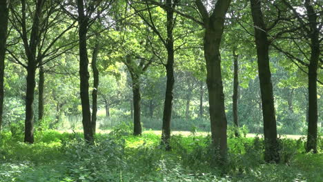 Netherlands-trees-and-illuminated-forest-floor