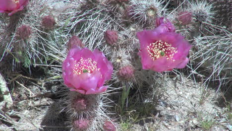 Arizona-Magenta-Cactus-Flor-S