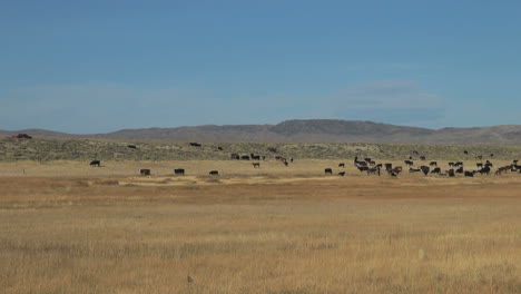 Wyoming-Eisschorf-Mit-Rindern