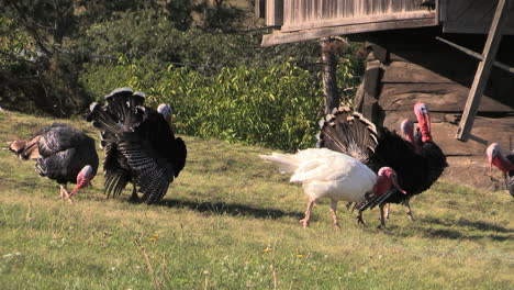 Romania-turkeys-strutting-cx