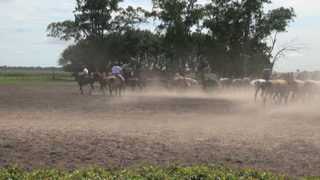 Argentine-Estancia-horses-editorial