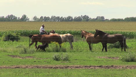 Argentinisches-Pampaspferd-Und-Reiter