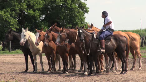 Argentine-Estancia-Horses-Editorial