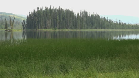 Canada-Alberta-marshy-lake-with-forest-on-island-s