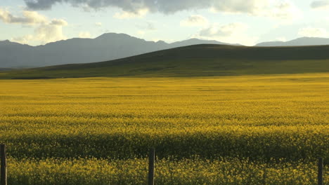 Canadá-Alberta-Cultivo-De-Flores-Amarillas-S