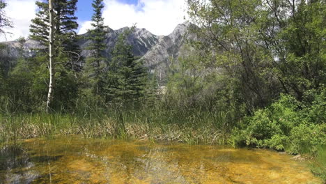Canada-Alberta-Banff-marsh-with-clear-water,-algae-banff-marsh-and-mountain