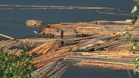 British-Columbia-Adams-Lake-floating-logs