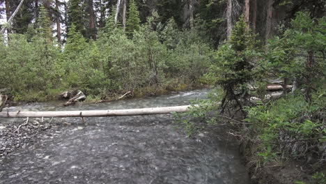 Canada-Jasper-NP-stream-in-forest-flows-under-log-s