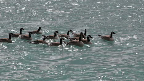 Canada-Banff-Canada-geese-swimming