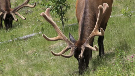 Canadá-Banff-Elk-Con-Astas