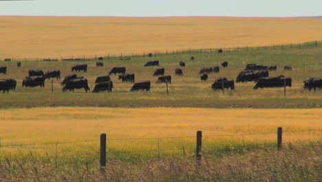 Montana-cattle-grazing-with-wheat-by-pasture-s