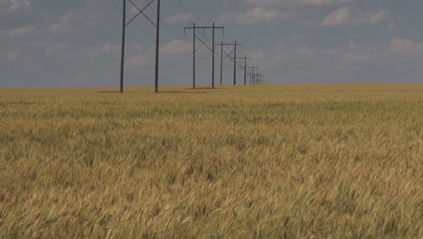 Montana-wheat-and-power-lines-s