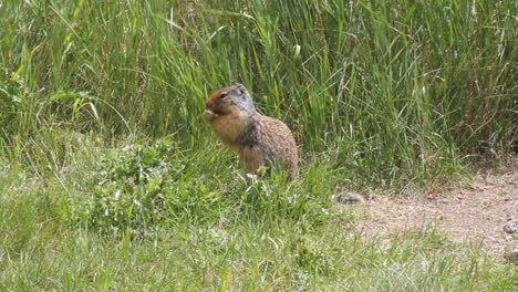 Ground-squirrel-eating-in-grassland