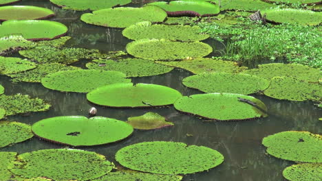 Amazon-water-lily-pads