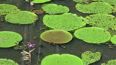 Amazon-water-lilies-pink-flower