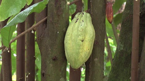 Amazon-cacao-pod