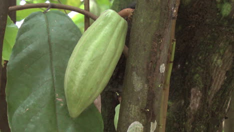 Vaina-De-Cacao-Amazónico-En-árbol